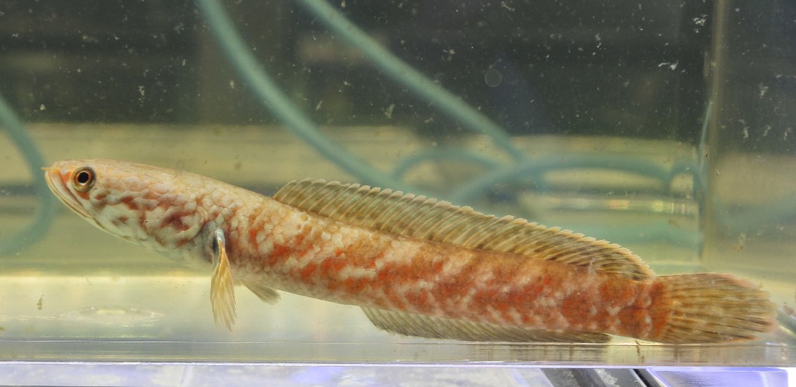 WILD チャンナ コッキネア13cm±