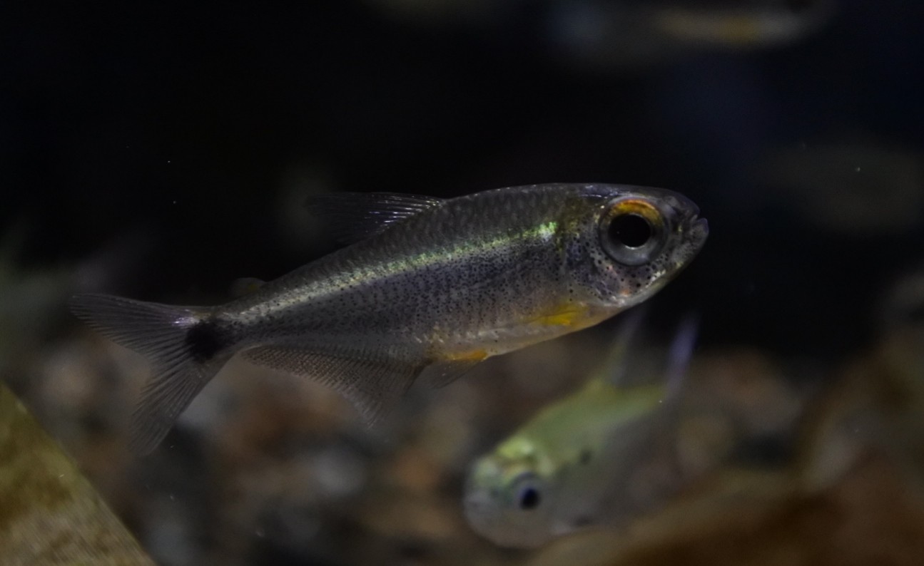 カイアポーテトラ3-4㎝± | AQUASHOP FLUMEN