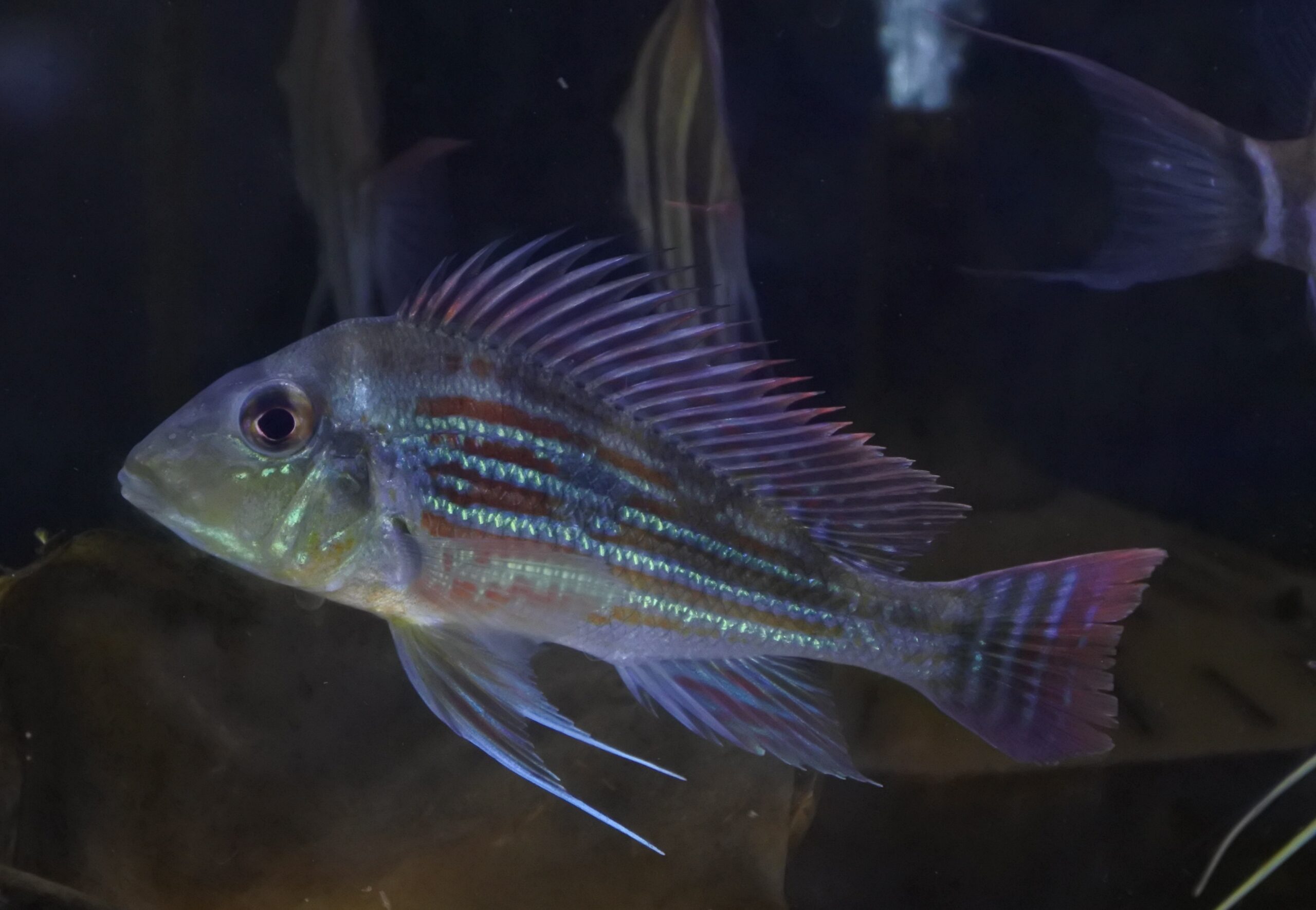 wildゲオファーガス スベニ13-14㎝± | AQUASHOP FLUMEN