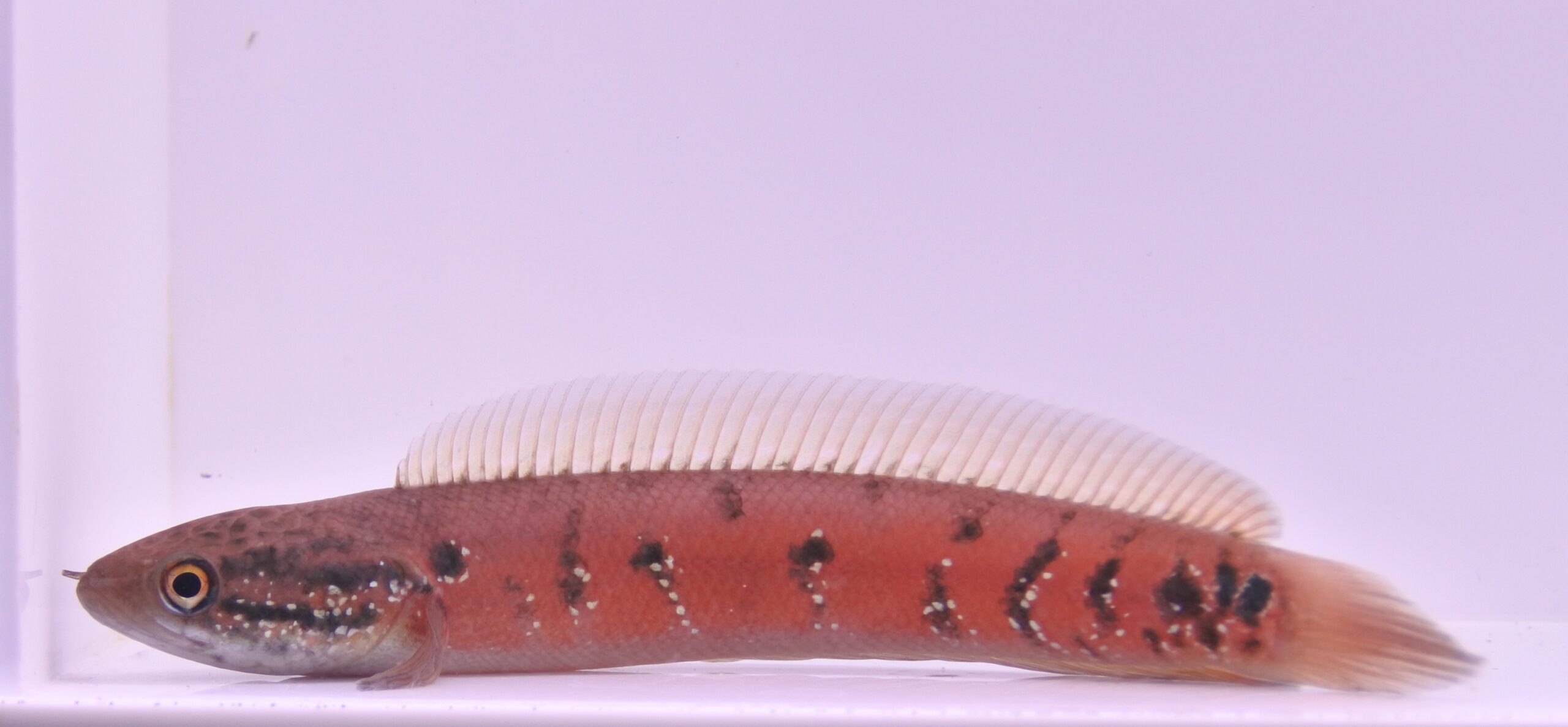 中～大型魚・古代魚 | AQUASHOP FLUMEN