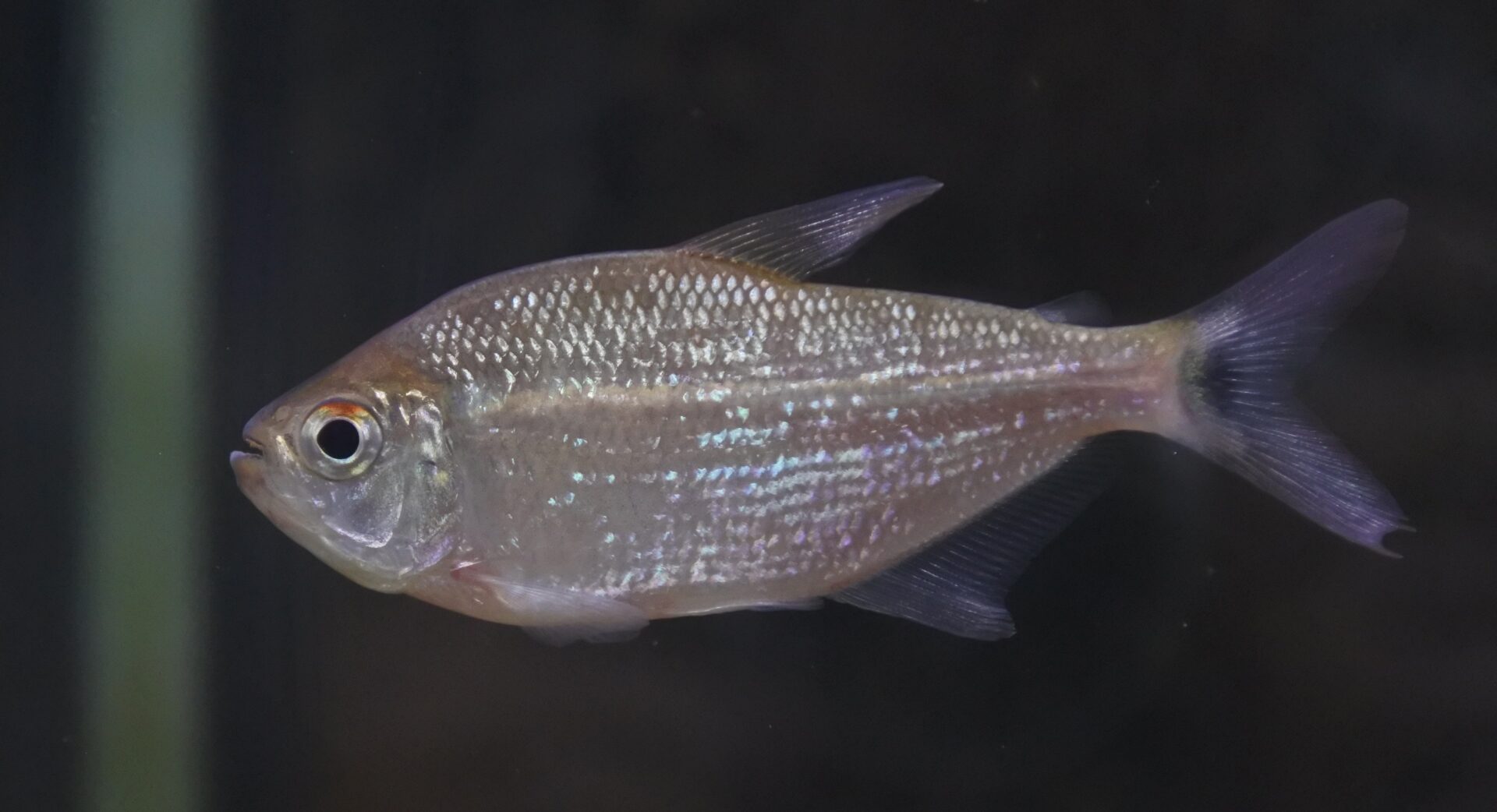 WILD　チャンナ　ブルマニカ13cm± チャンナ・ブルマニカ①13㎝± | AQUASHOP FLUMEN