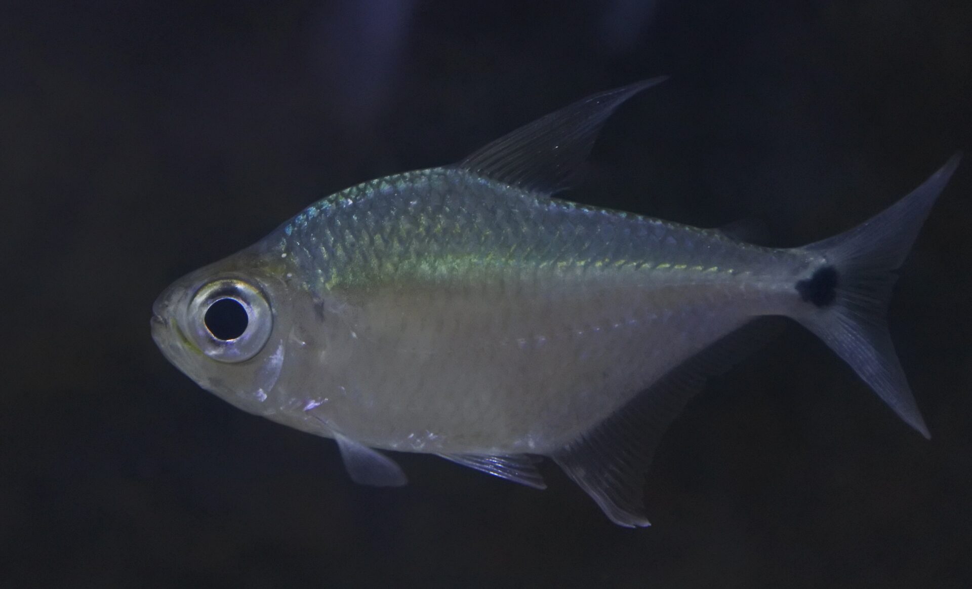 WILD　チャンナ　ブルマニカ13cm± チャンナ・ブルマニカ①13㎝± | AQUASHOP FLUMEN