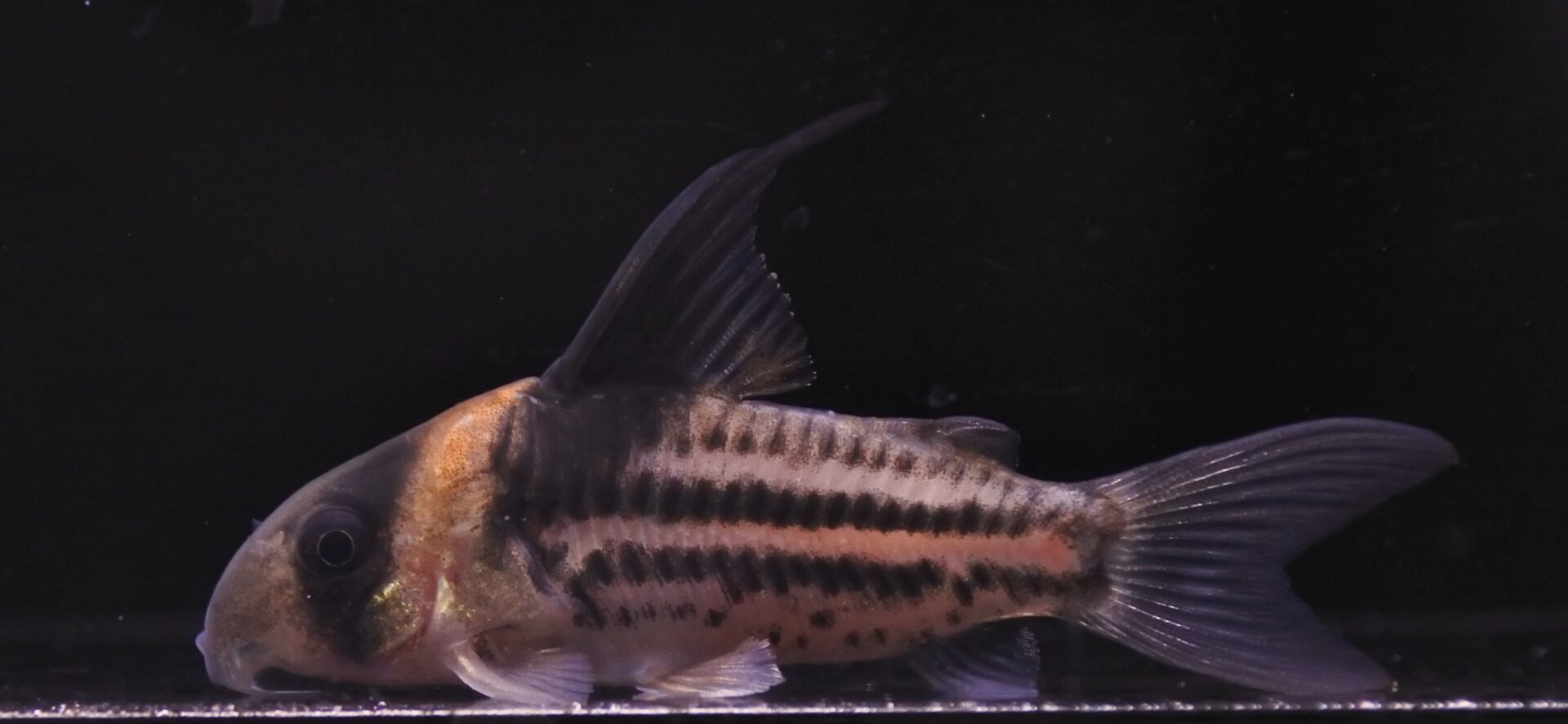 コリドラス | AQUASHOP FLUMEN